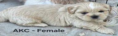 Shih Tzu Female