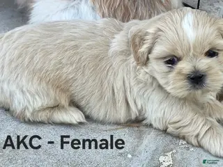 Shih Tzu dogs for sale: Shih Tzu Female - Ad 3