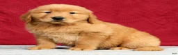 Golden Retriever dogs for sale: Elliott - Ad 4