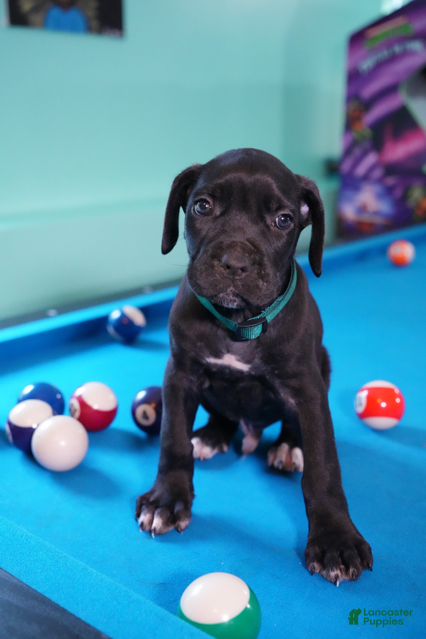 Cane Corso dogs Hulk - Ad 1