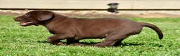 Labrador Retriever dogs for sale: Jackson - Ad 6