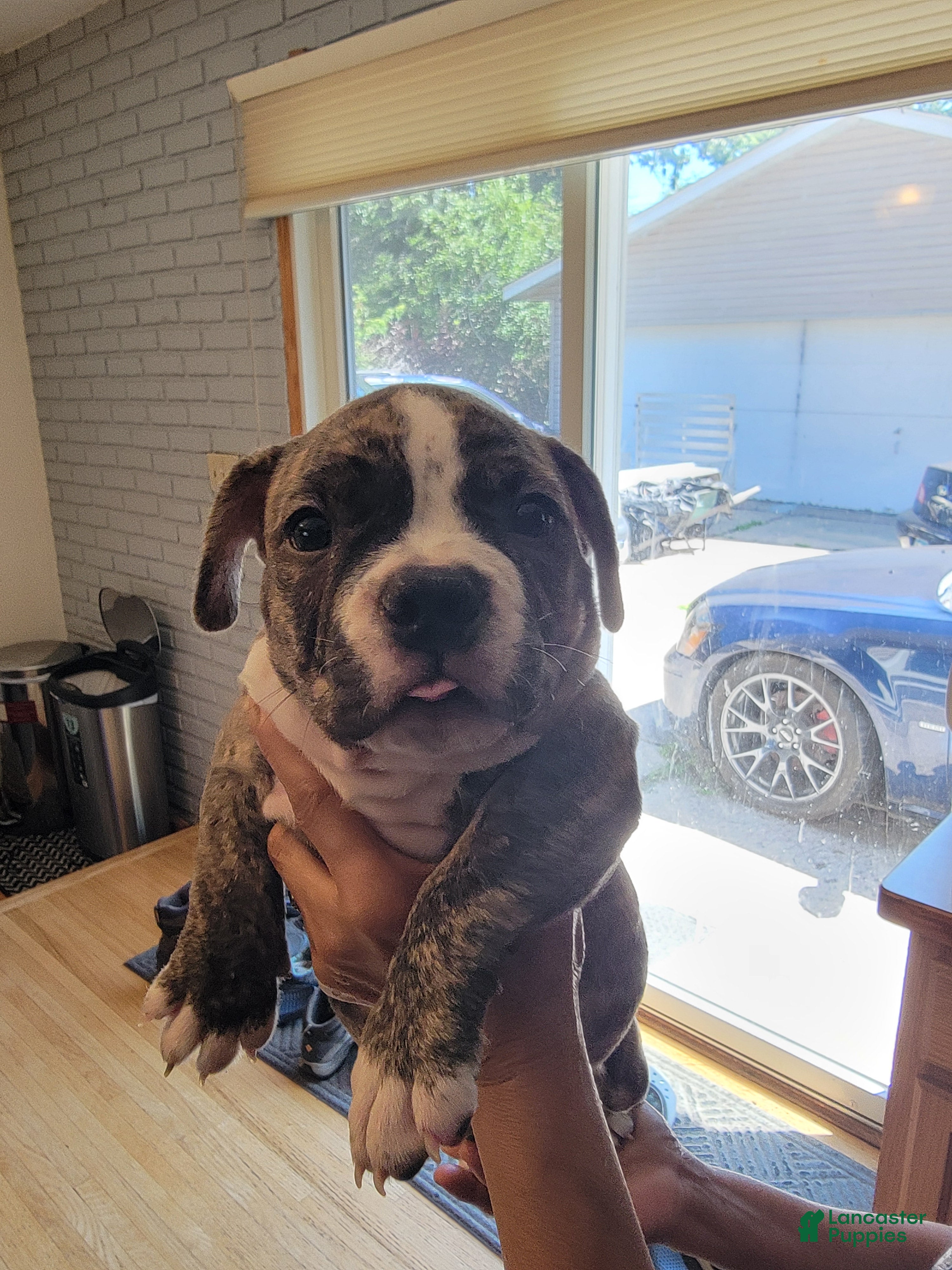 American Bully dogs American Bully 4 - Ad 40