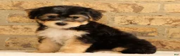 Yochon dogs for sale: Milo - Ad 5