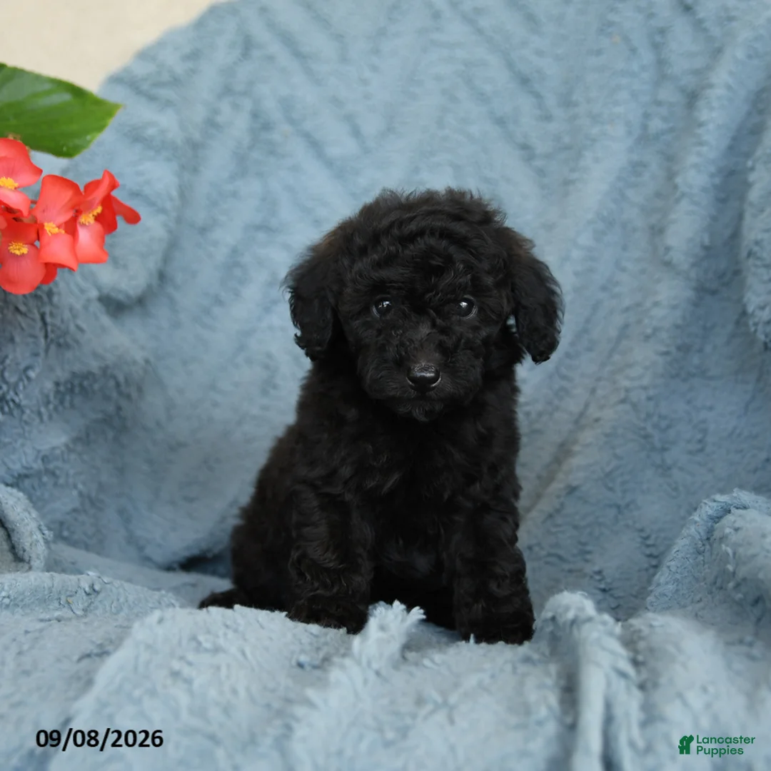 Miniature Poodle dogs for sale: Little Kiwi  - Ad 3