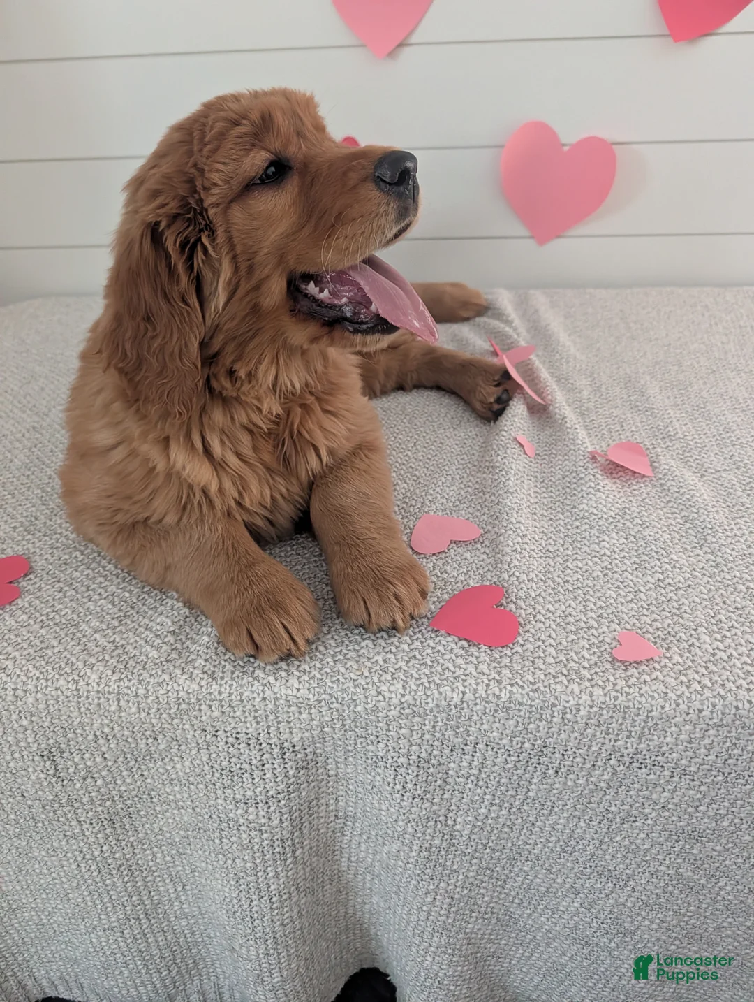 Golden Retriever dogs for sale: Goldie - Ad 9