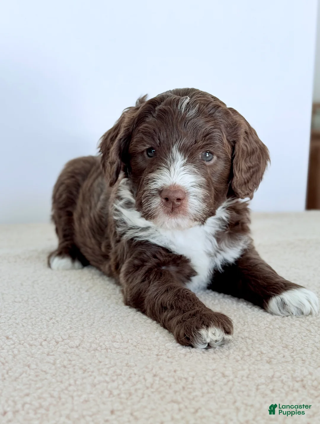 Bernedoodle dogs for sale: Honor  - Ad 5