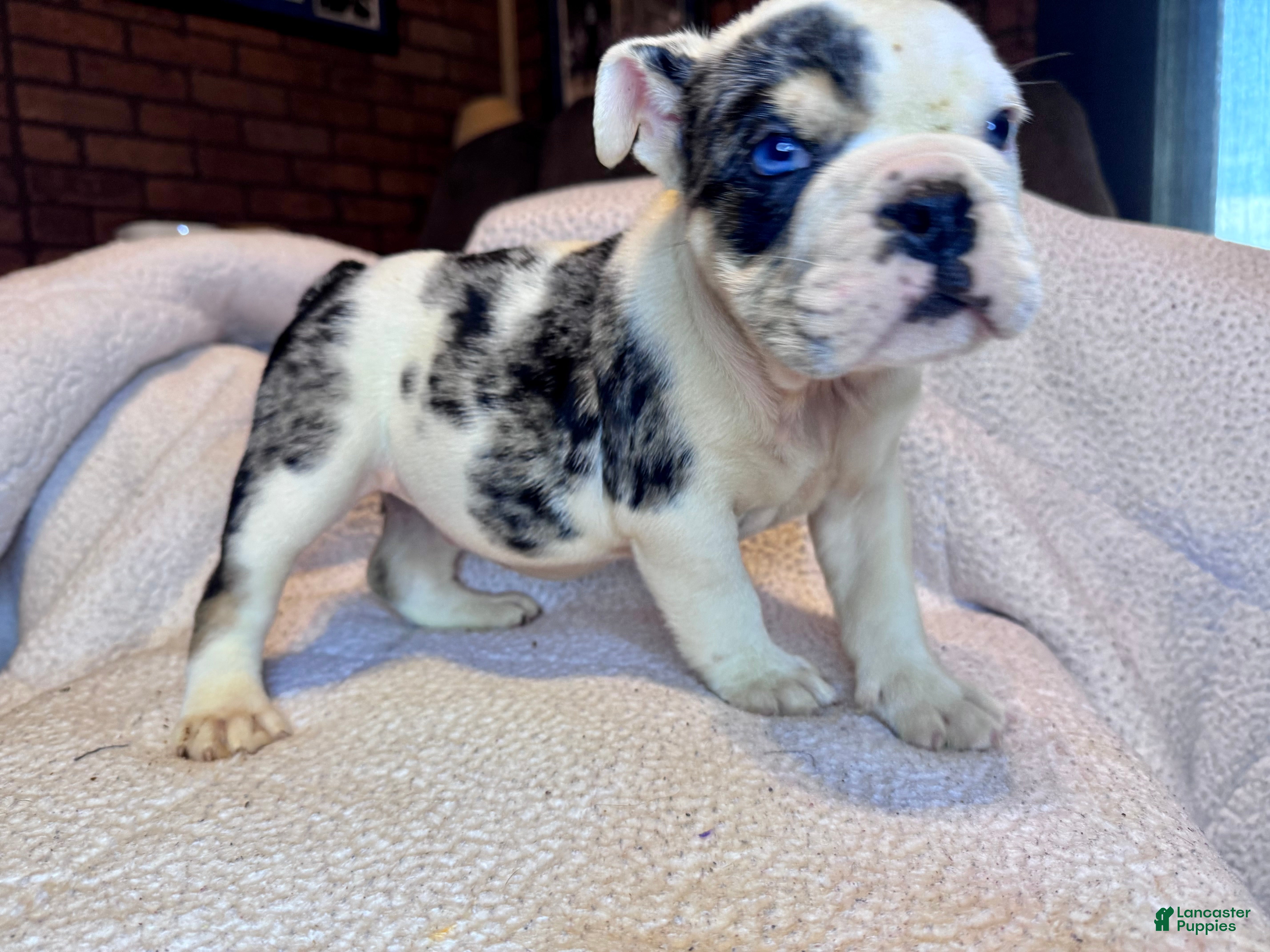 English Bulldog dogs Snickers - Ad 12