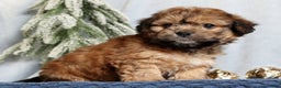 Mixed Breed dogs for sale: Jasper - Ad 8