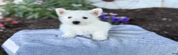 West Highland Terrier dogs for sale: Blazer - Ad 11