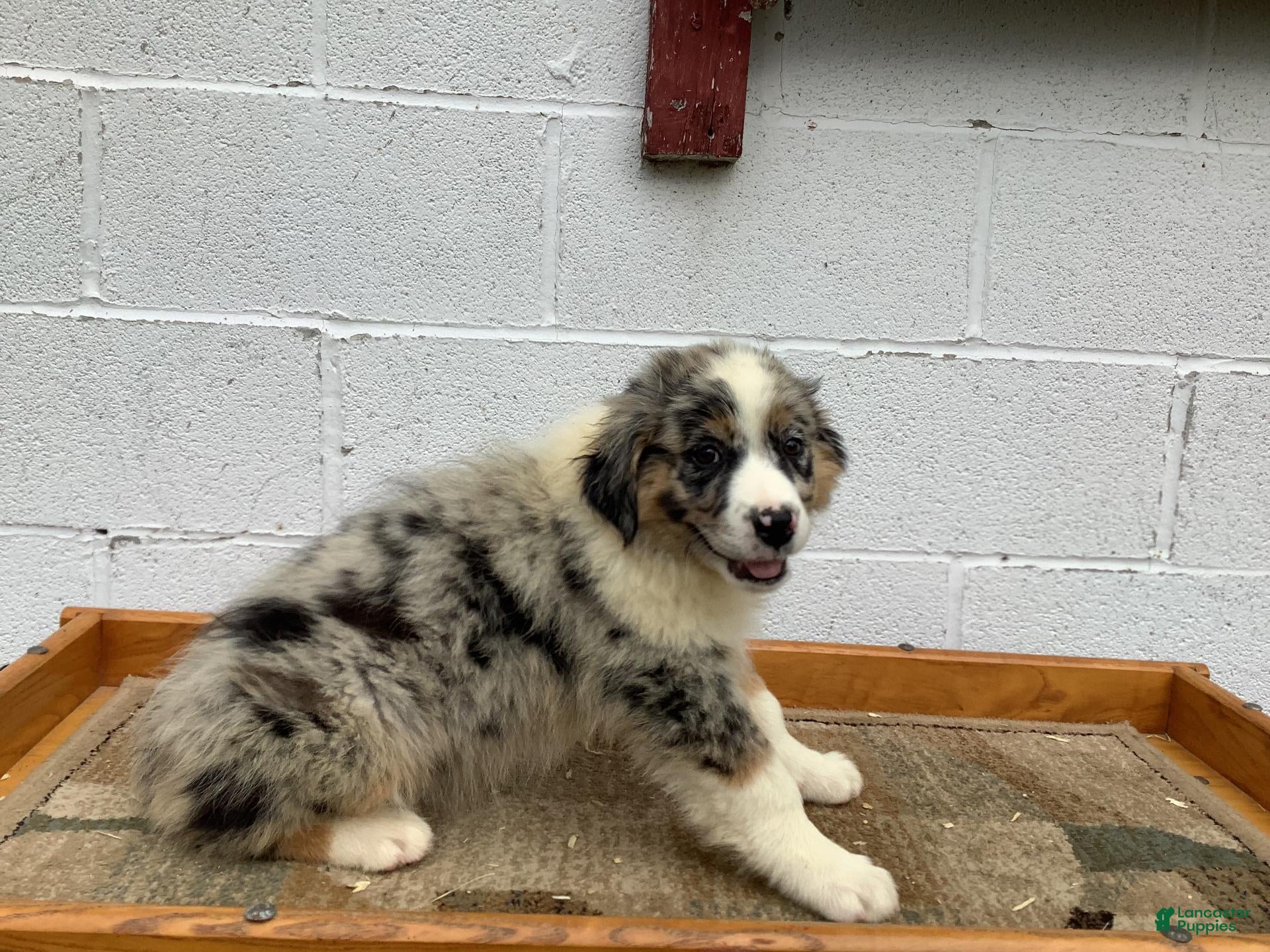 Australian Shepherd dogs Baxter - Ad 2