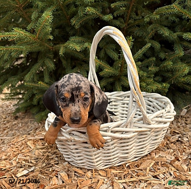 Miniature Dachshund dogs Zaya - Ad 1