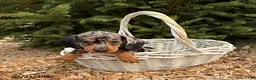 Miniature Dachshund dogs for sale: Zaya - Ad 1