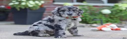 Newfypoo dogs for sale: Simon - Ad 4