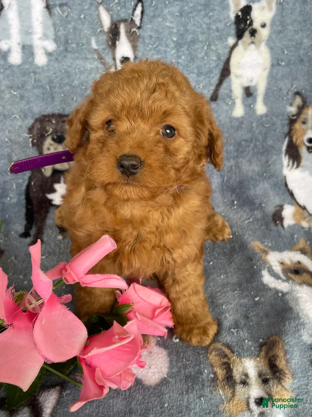 Miniature Poodle dogs for sale: Darryl - Ad 2