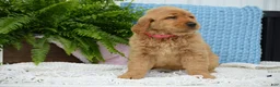 Golden Retriever dogs for sale: Dawn - Ad 4