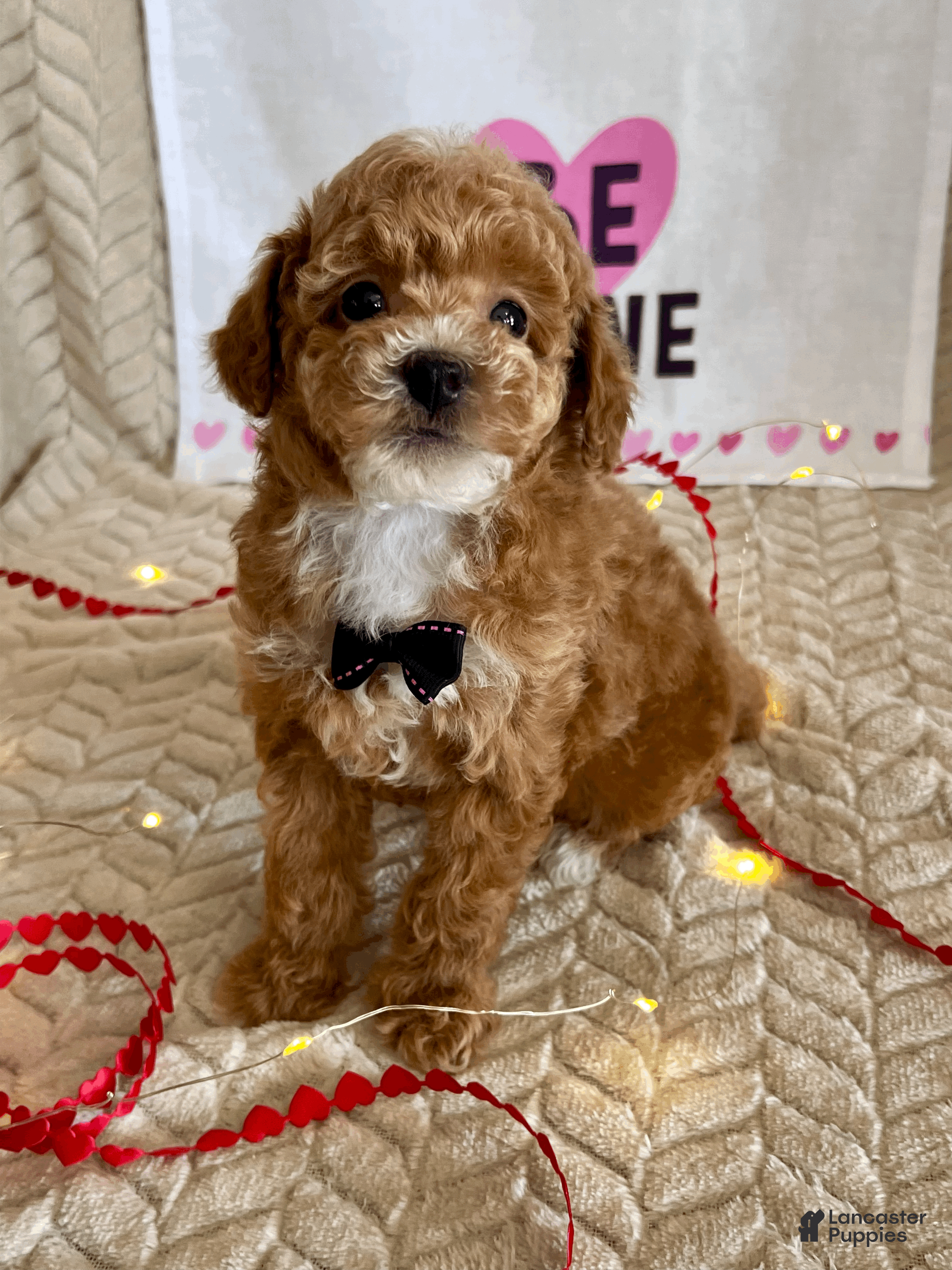 Toy Poodle dogs Grant - Ad 13