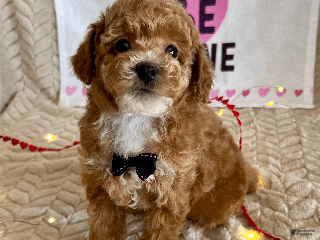 Toy Poodle dogs Grant - Ad 25