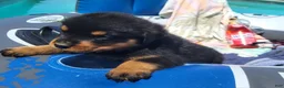 Rottweiler dogs for sale: Eva - Ad 2