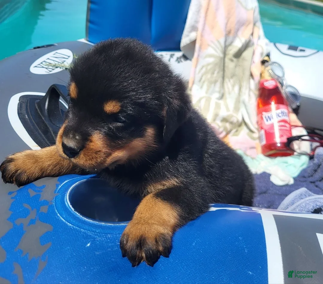 Rottweiler dogs for sale: Eva - Ad 2