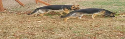 German Shepherd dogs for sale: Black Male - Ad 11