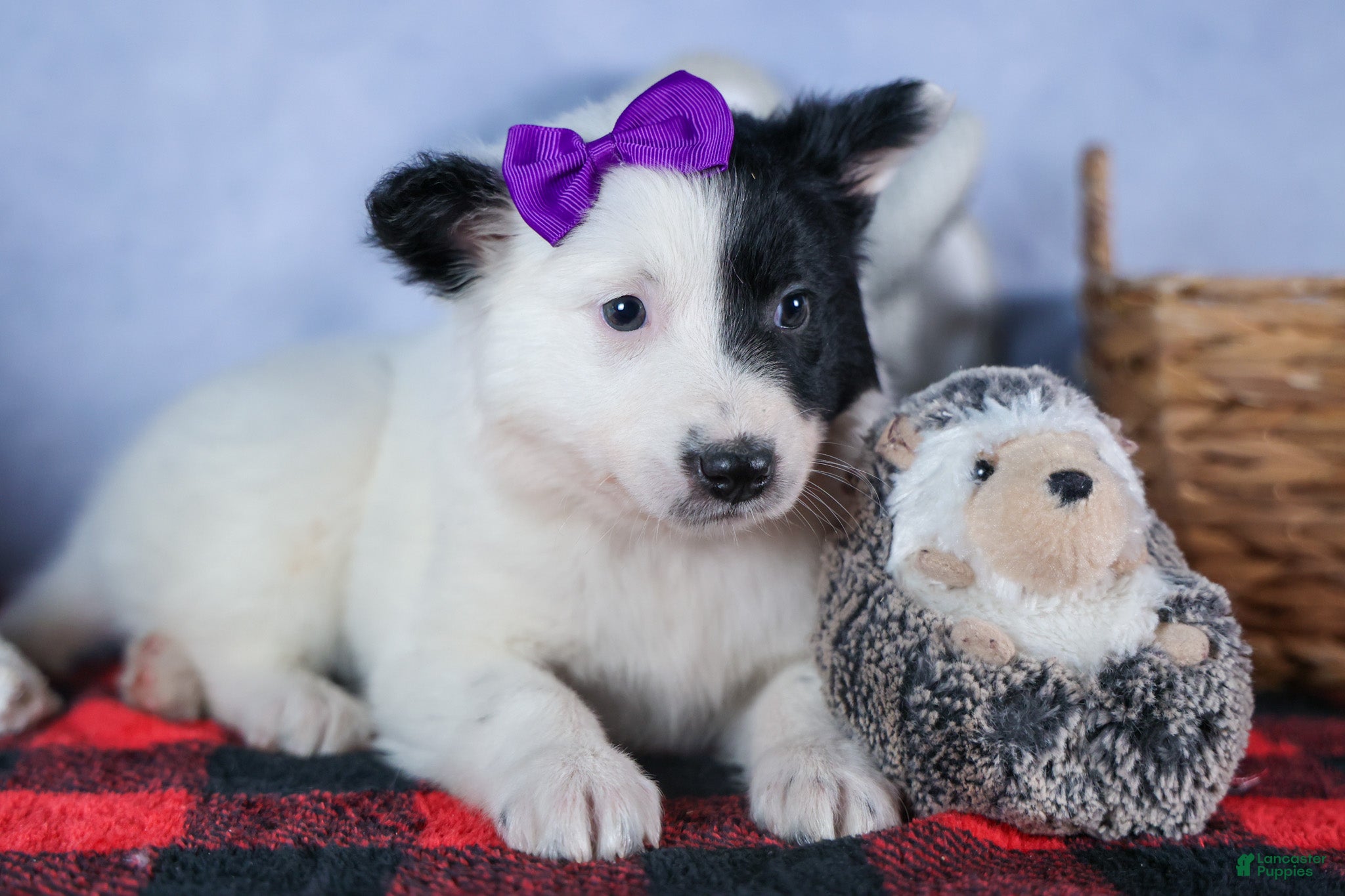 Mixed Breed dogs DAISY - Ad 26