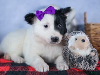 Mixed Breed dogs DAISY - Ad 26