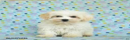 Maltipoo dogs for sale: Bailey - Ad 1