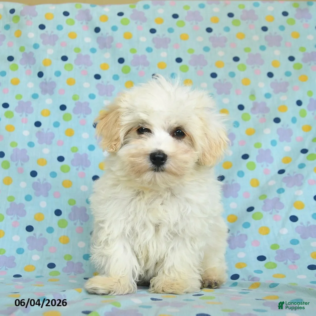 Maltipoo dogs for sale: Bailey - Ad 1