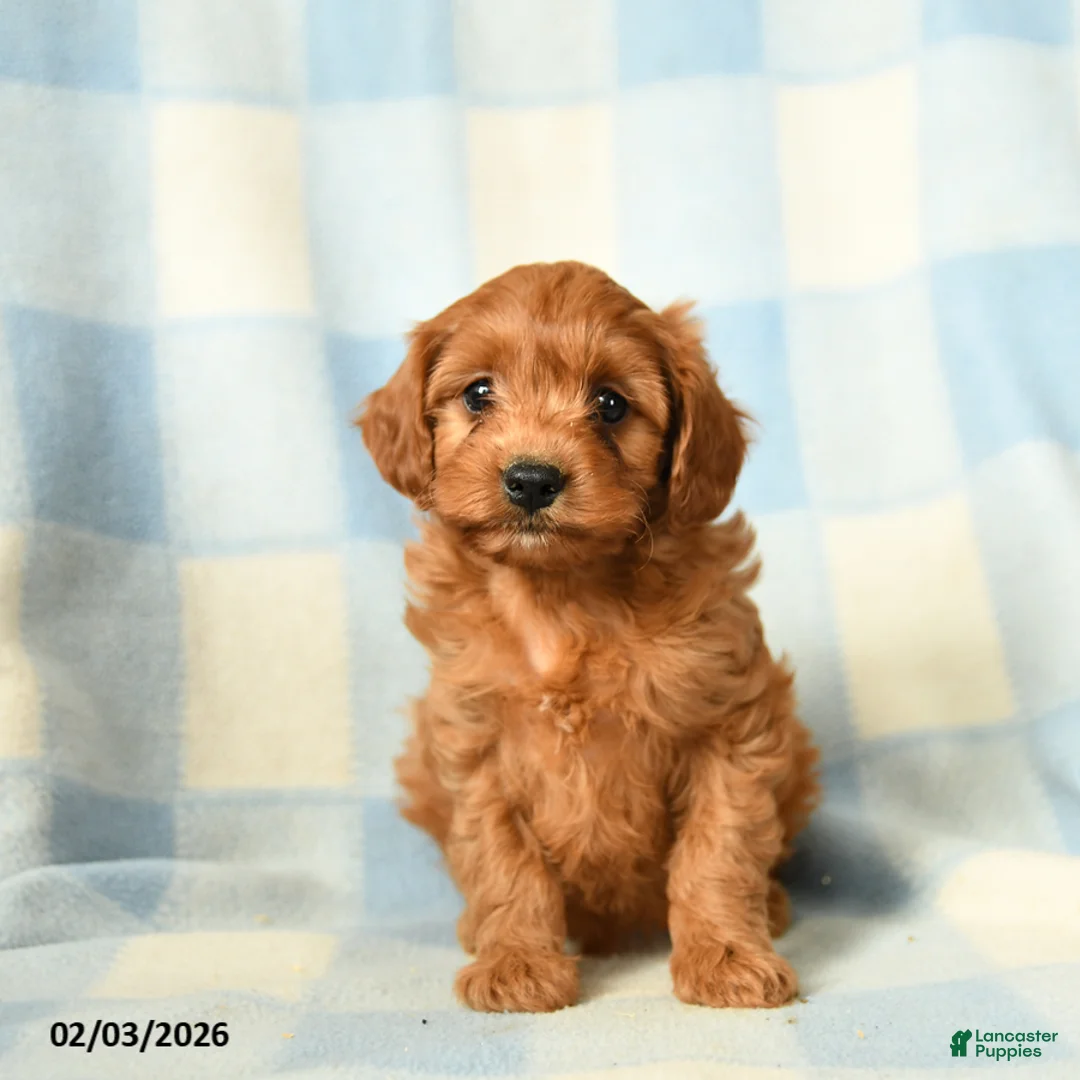Cavapoo dogs for sale: Chaos - Ad 4