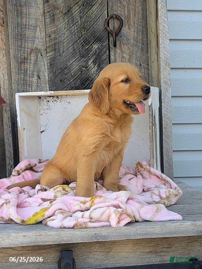 Golden Retriever dogs Chloe - Ad 2