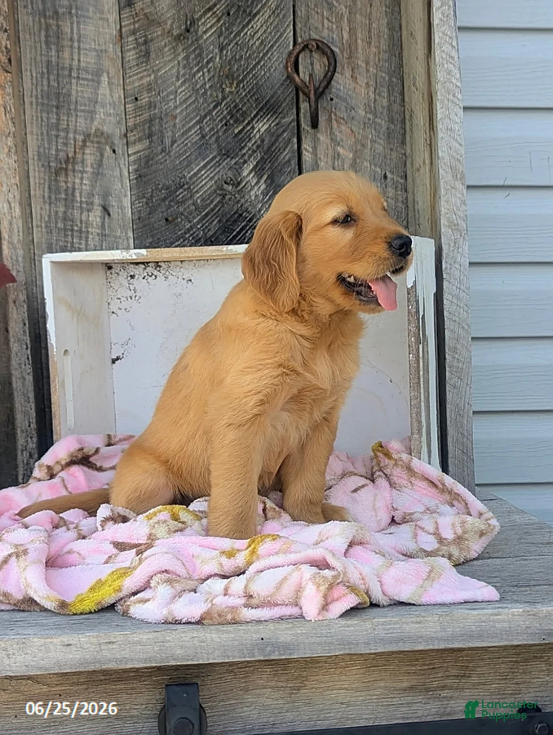 Golden Retriever dogs for sale: Chloe - Ad 2
