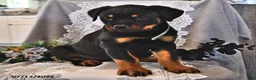 Rottweiler dogs for sale: Rosie - Ad 1