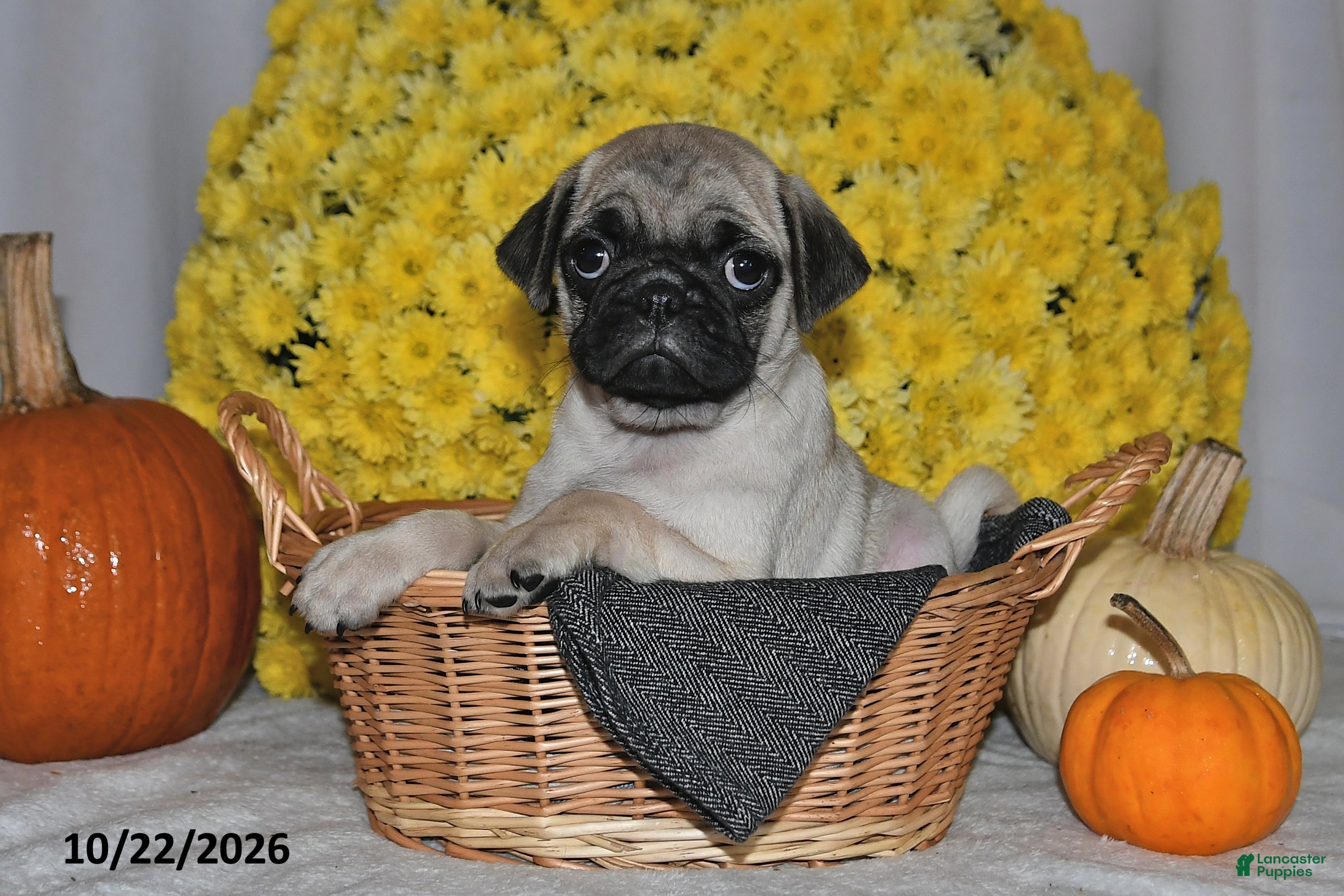 Pug dogs for sale: Scott - Ad 1