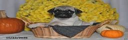 Pug dogs for sale: Scott - Ad 1