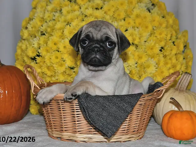Pug dogs for sale: Scott - Ad 1