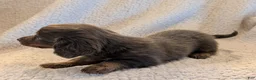 Miniature Dachshund dogs for sale: DAXX - Ad 8