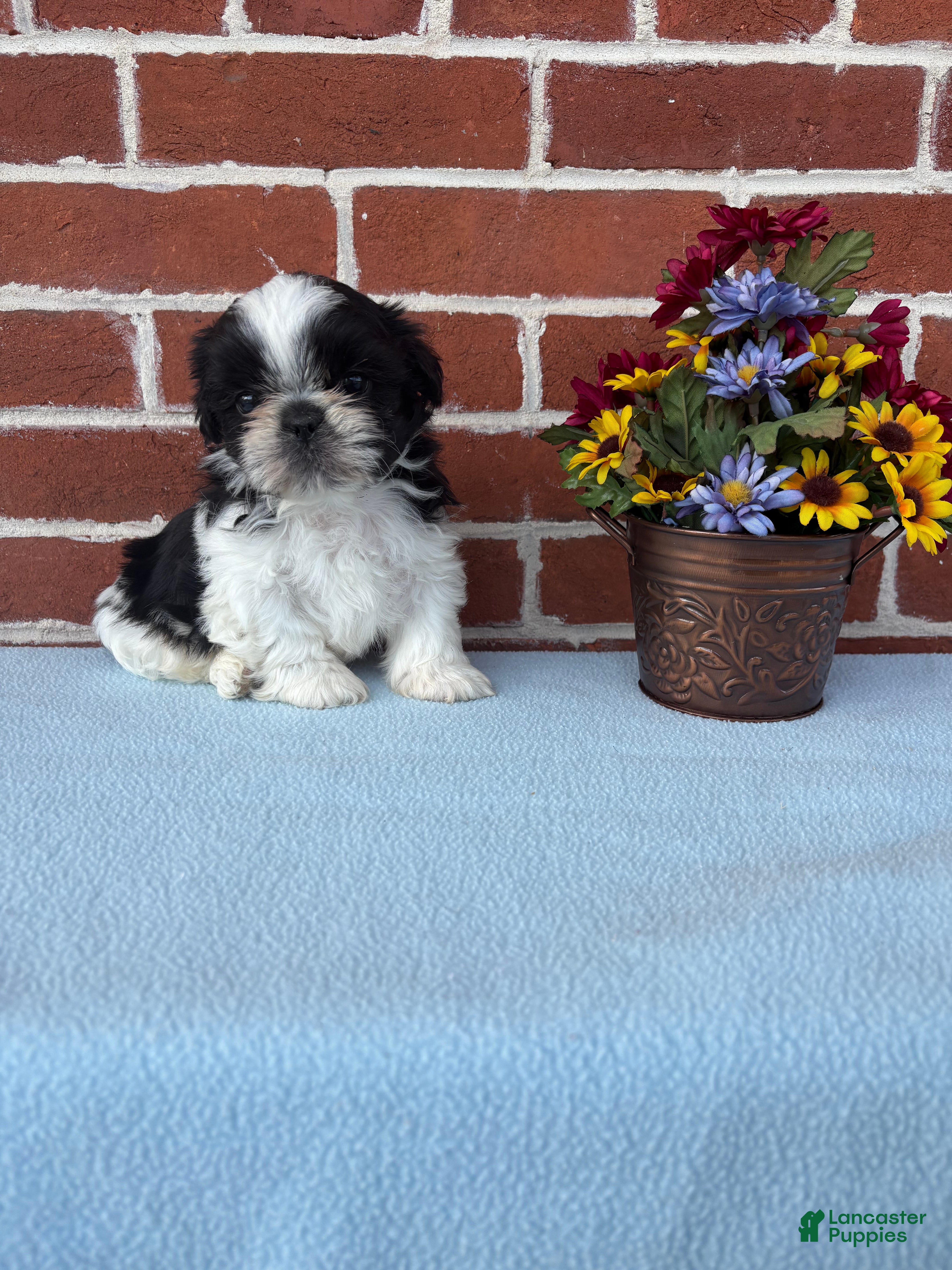 Shih Tzu dogs Winston  - Ad 2