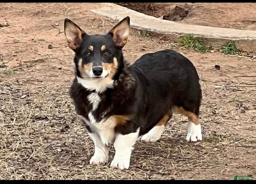 Mixed Breed dogs for sale: Ruger - Ad 11