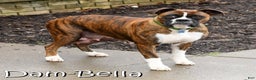 Boxer dogs for sale: Alex - Ad 11