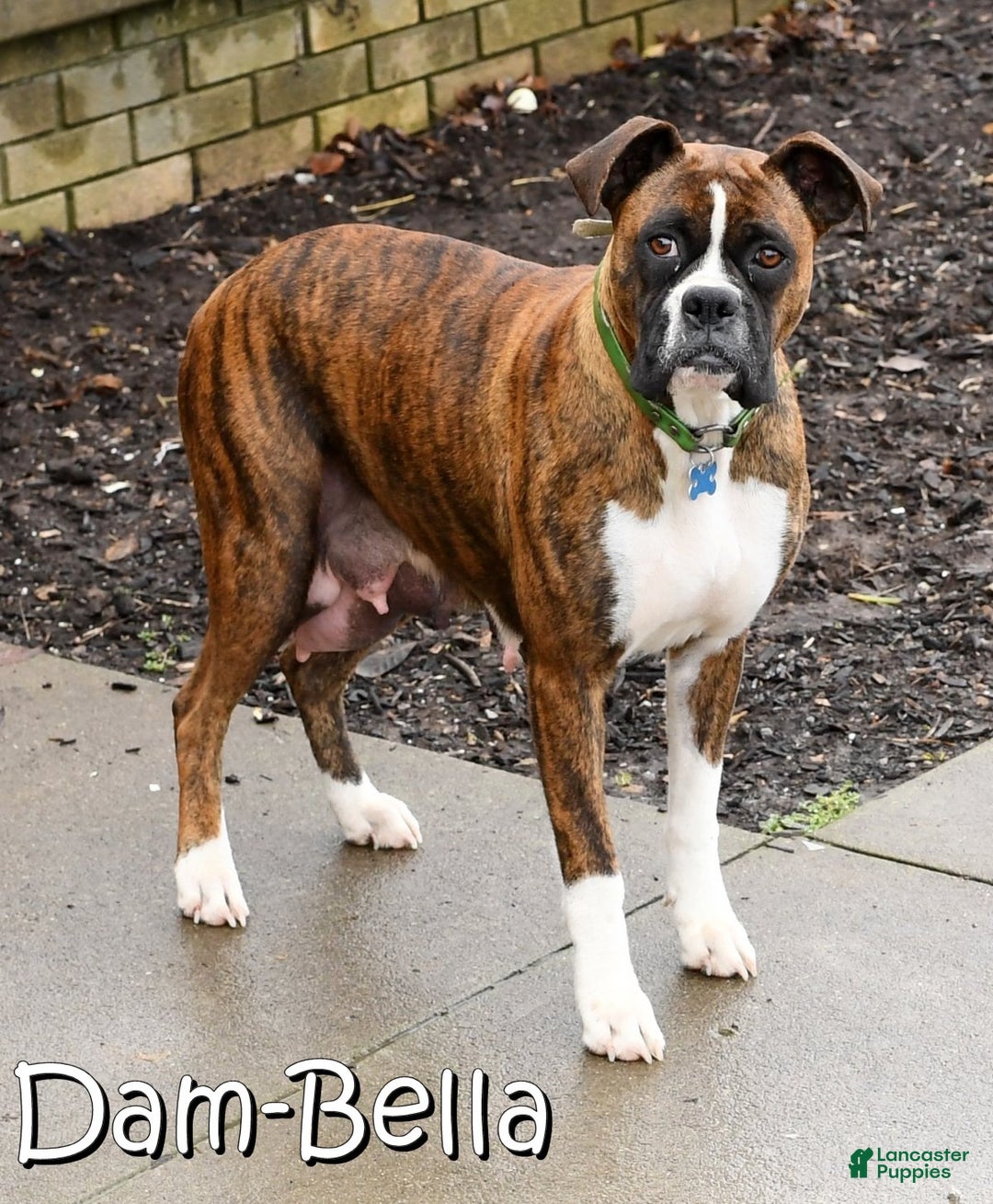 Boxer dogs for sale: Alex - Ad 11