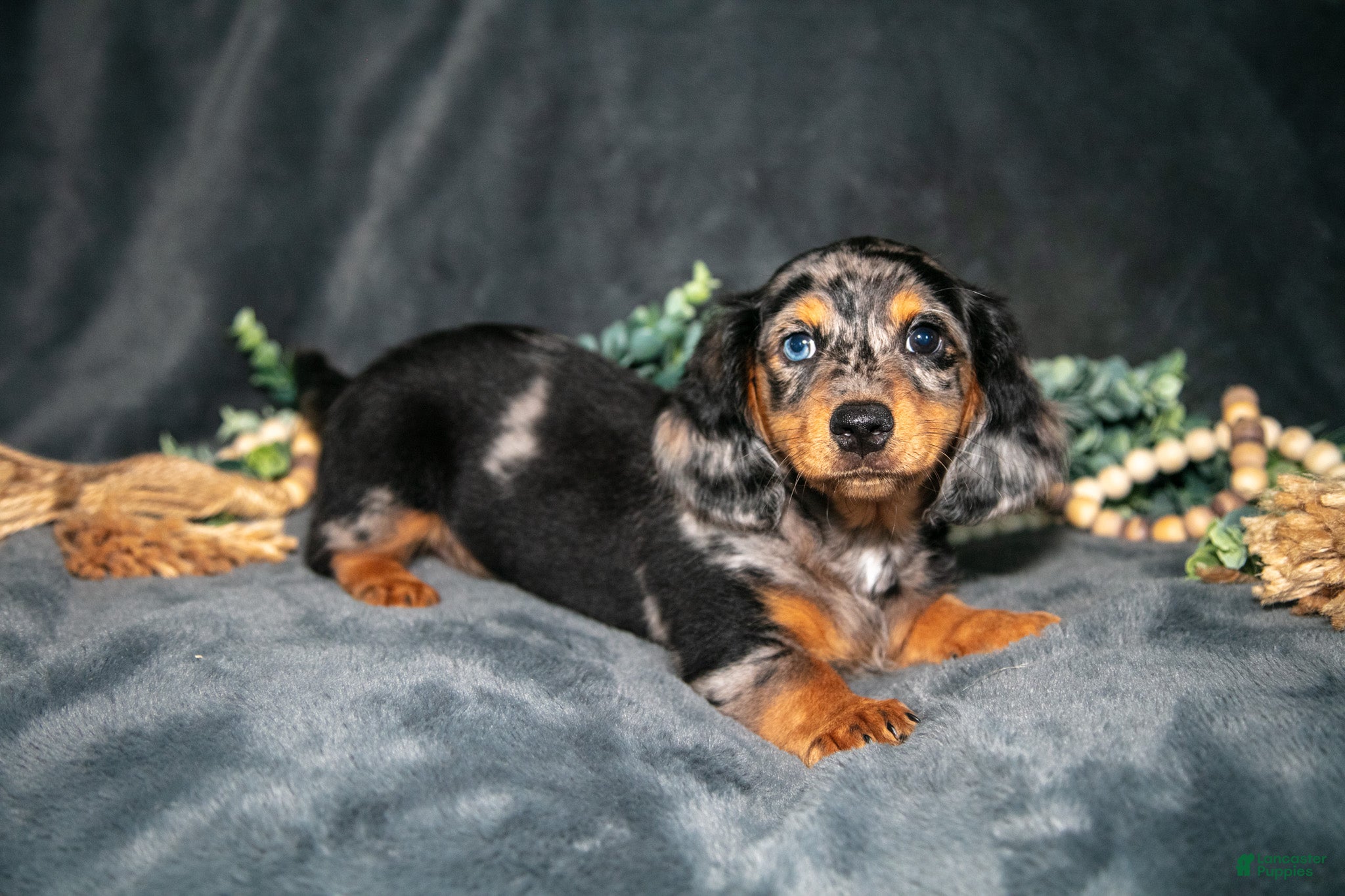 Miniature Dachshund dogs Ross - Ad 1