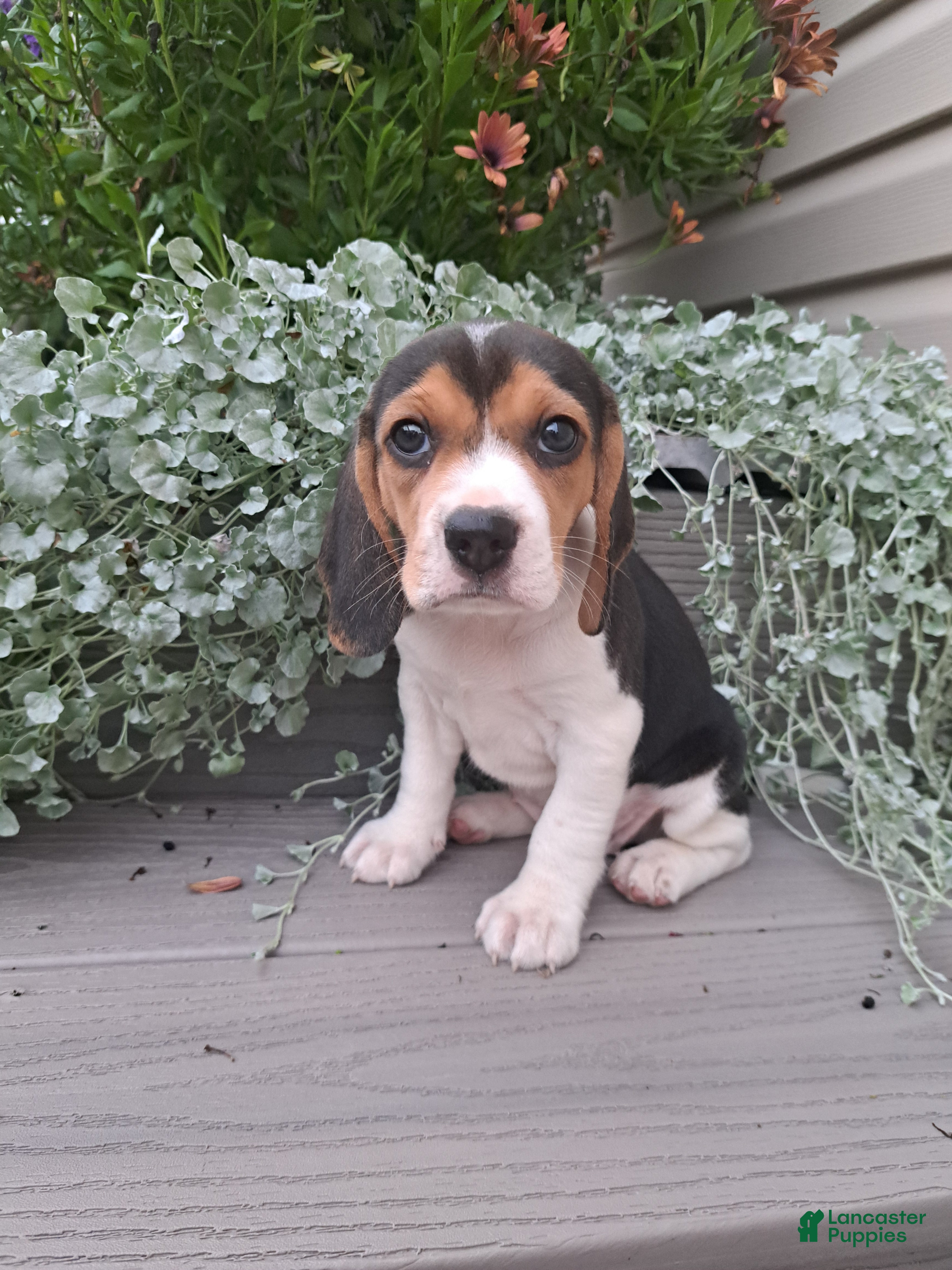 Beagle dogs DOLLY - Ad 2