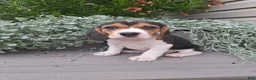 Beagle dogs for sale: DOLLY - Ad 2