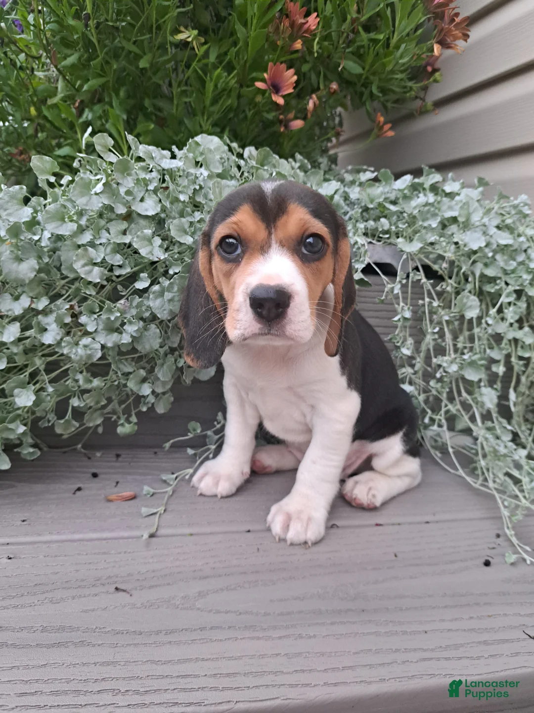 Beagle dogs for sale: DOLLY - Ad 2