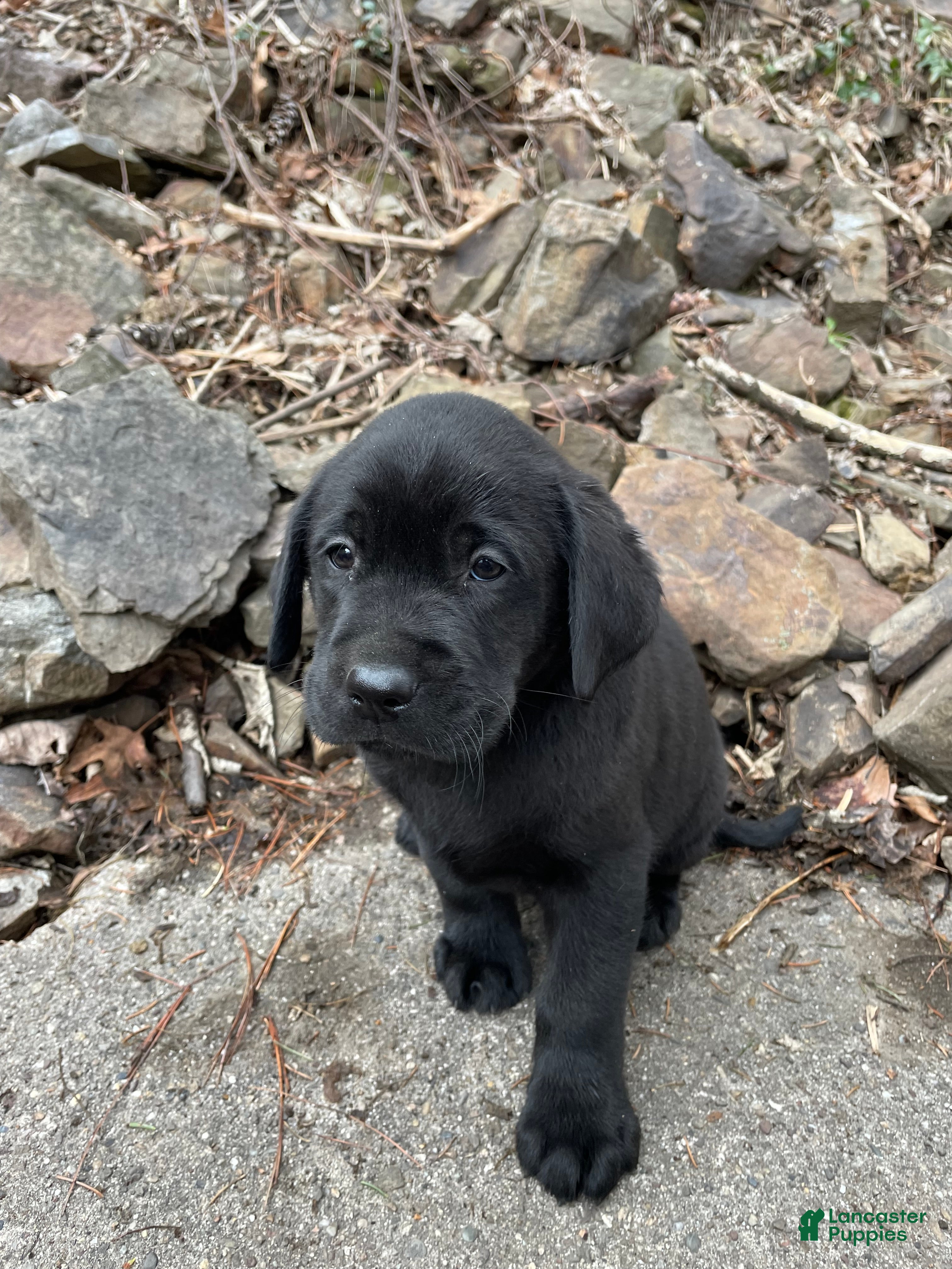 Labrador Retriever dogs Labrador Retriever Collar Yellow  - Ad 1