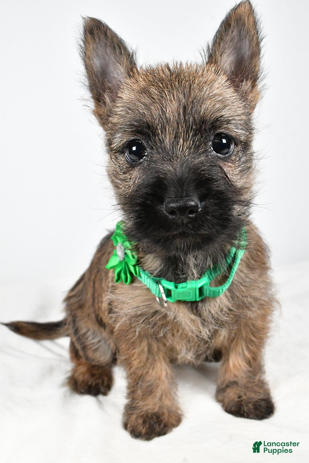 Cairn Terrier dogs for sale: Gabby - Ad 6