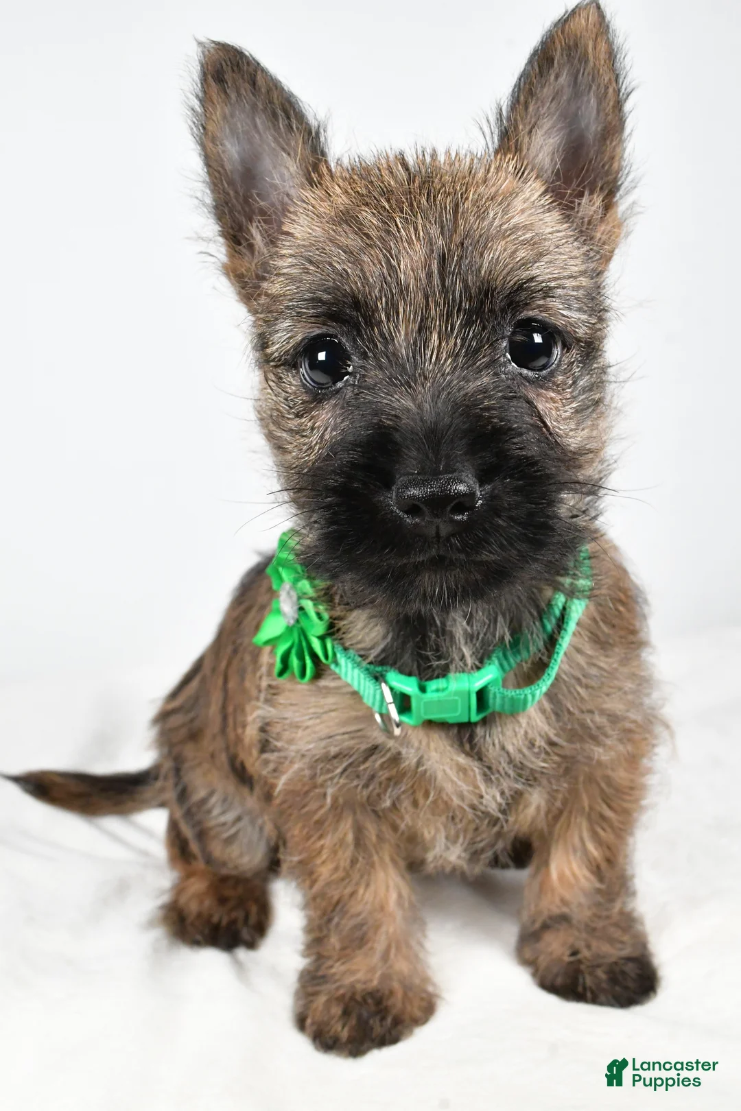 Cairn Terrier dogs for sale: Gabby - Ad 6