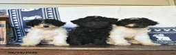 Miniature Labradoodle dogs for sale: Rose  - Ad 5