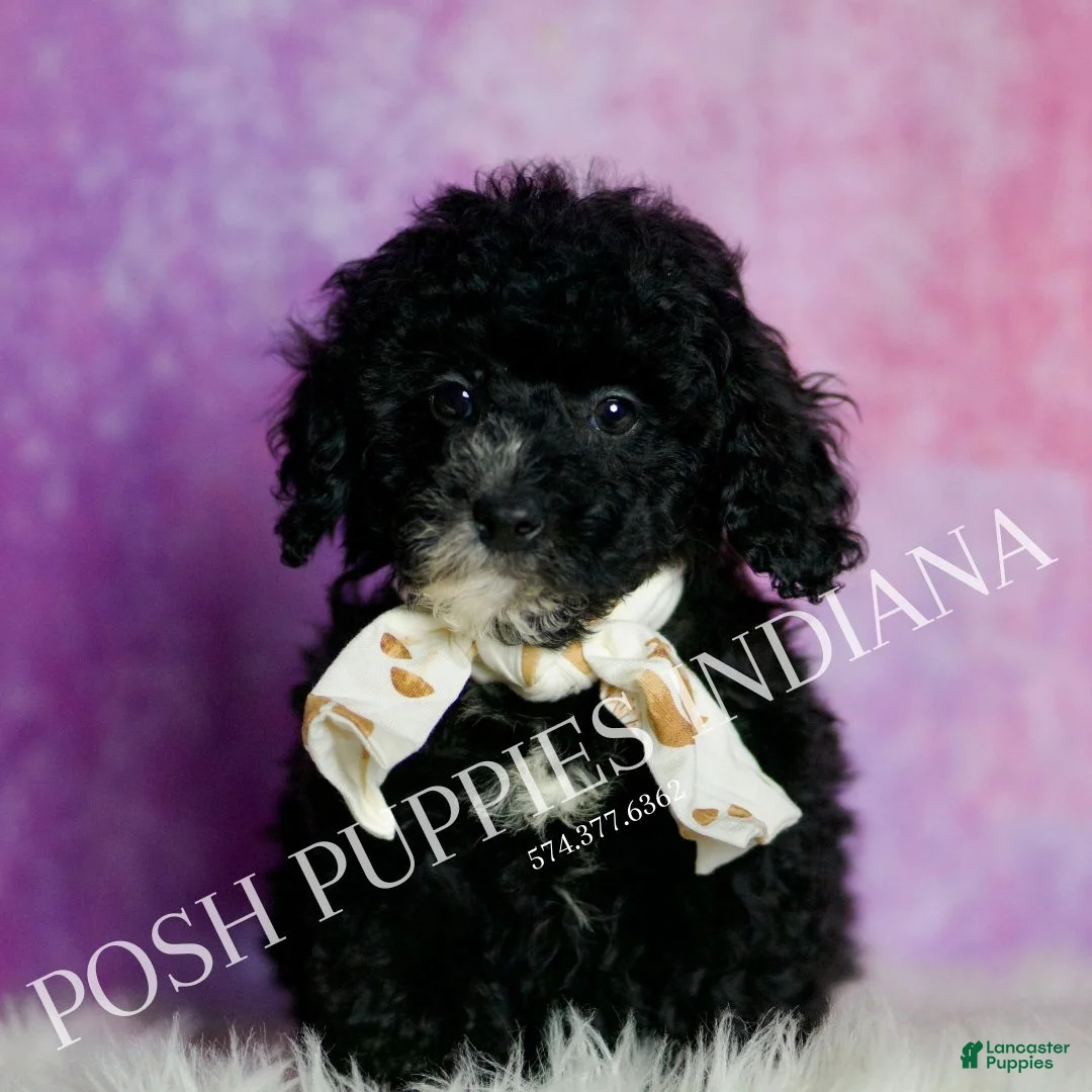 Standard Poodle dogs for sale: Leonard - Ad 2