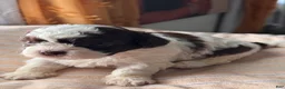 Shihpoo dogs for sale: Okoye - Ad 4